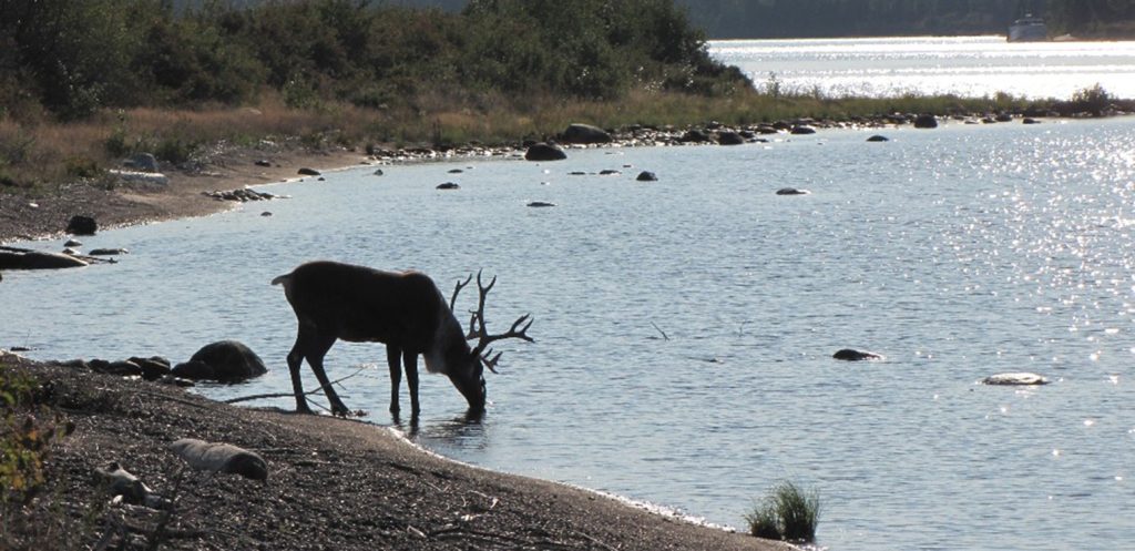 Lake Superior Caribou, threatened species at risk, endangered