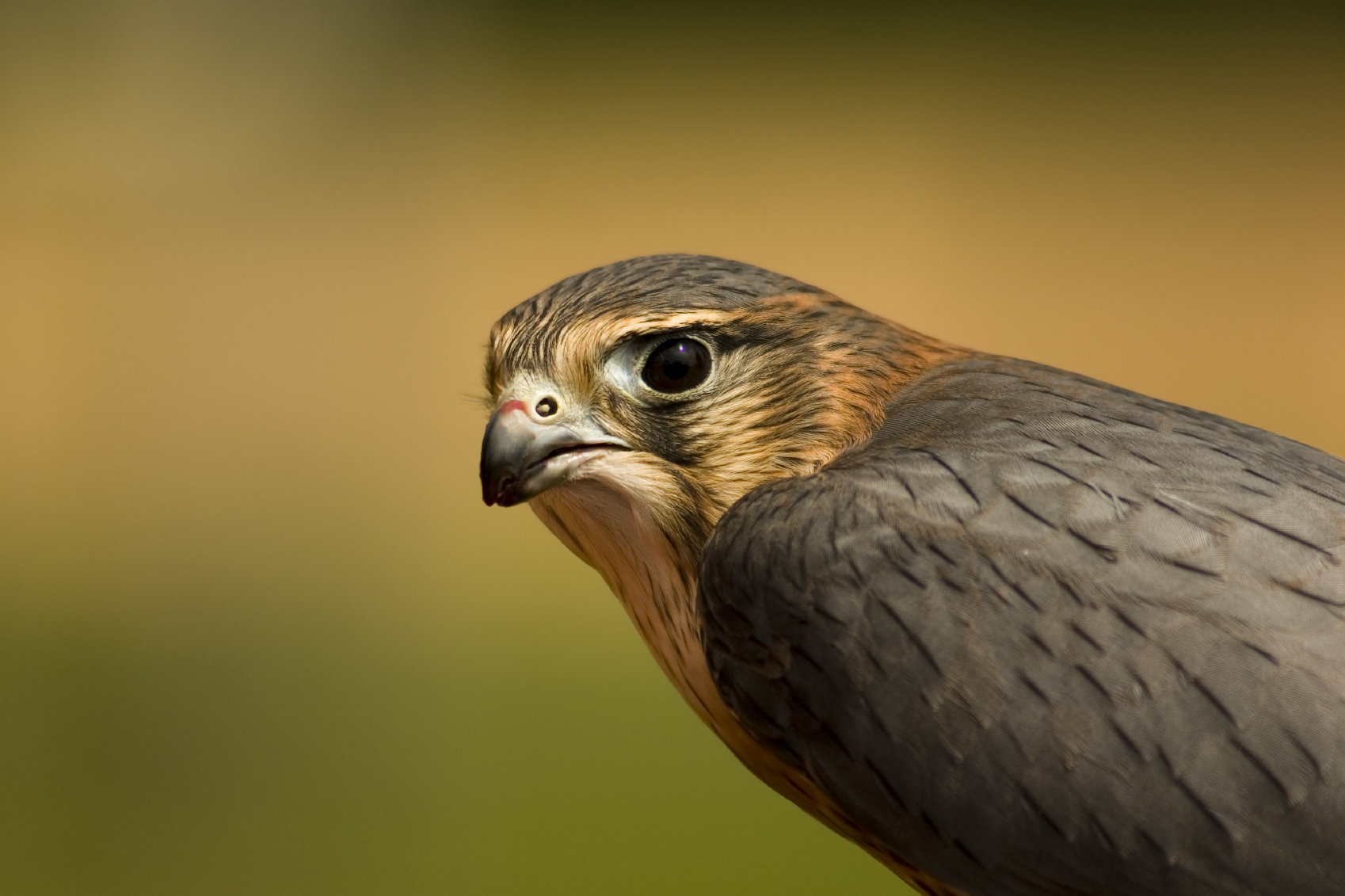 Merlin 