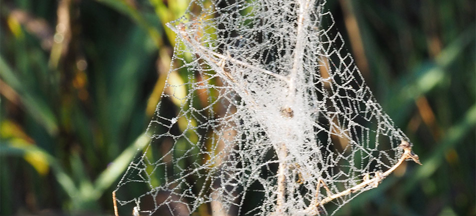 A mesh-web over a blurry background of leaves