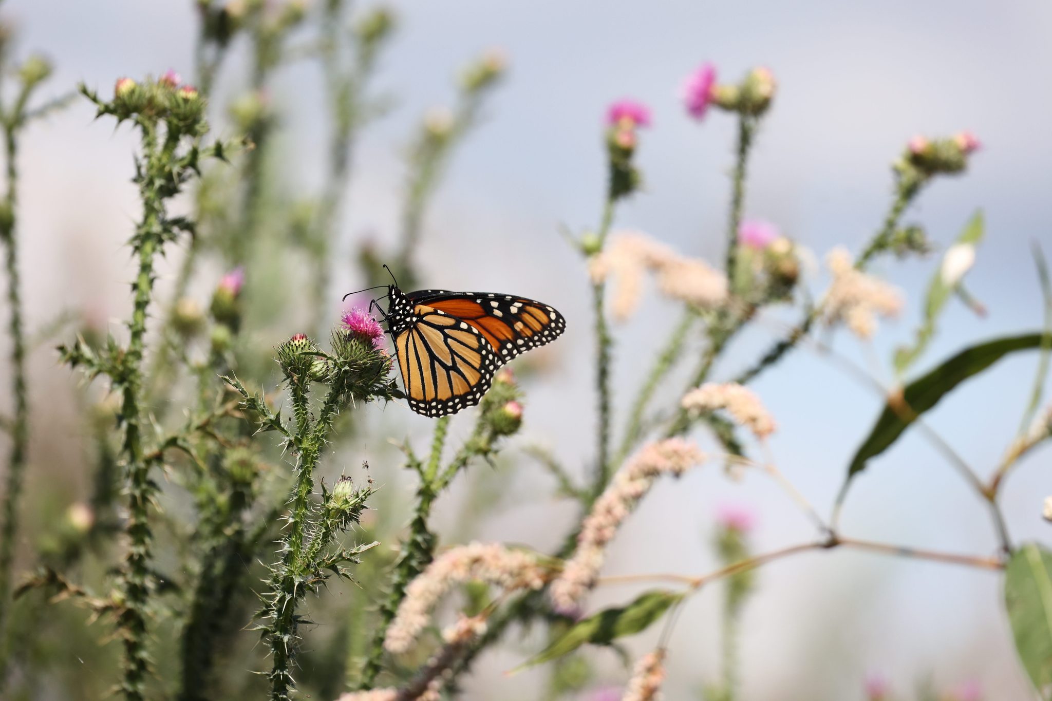 Monarch Butterfly
