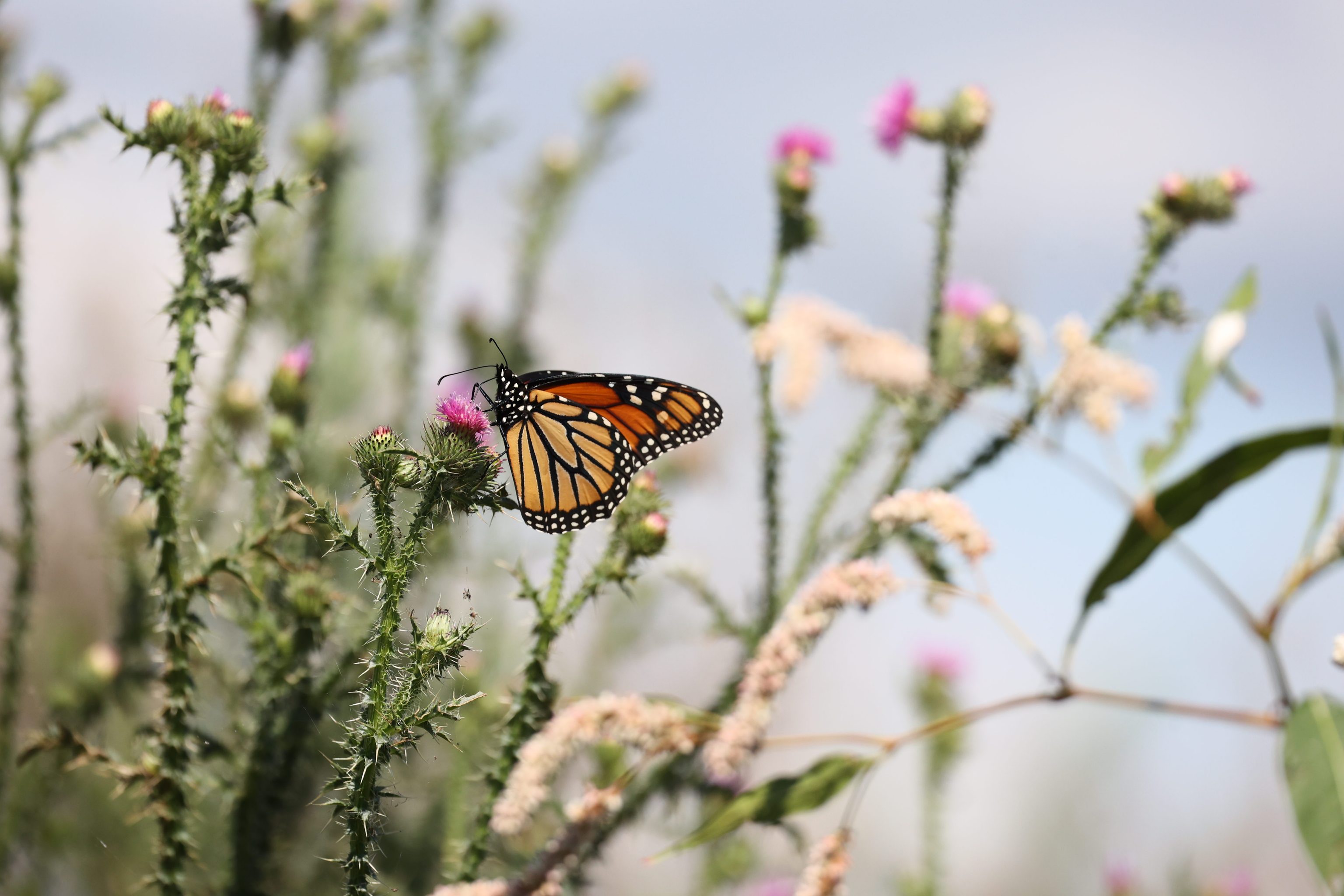 Monarch Butterfly © Kathryn Peiman
