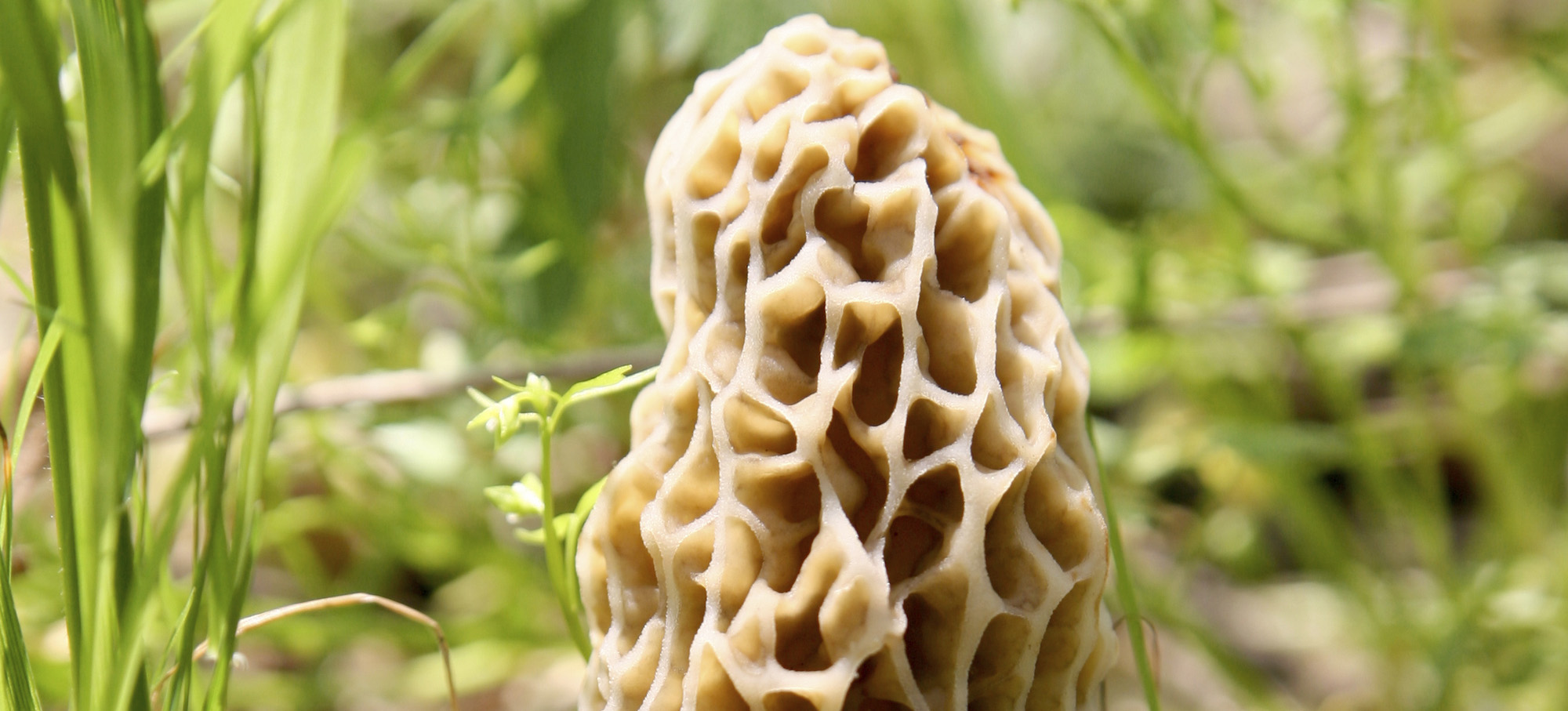 Morel surrounded by small green leaves