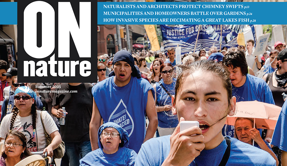 Grassy Narrows Feature