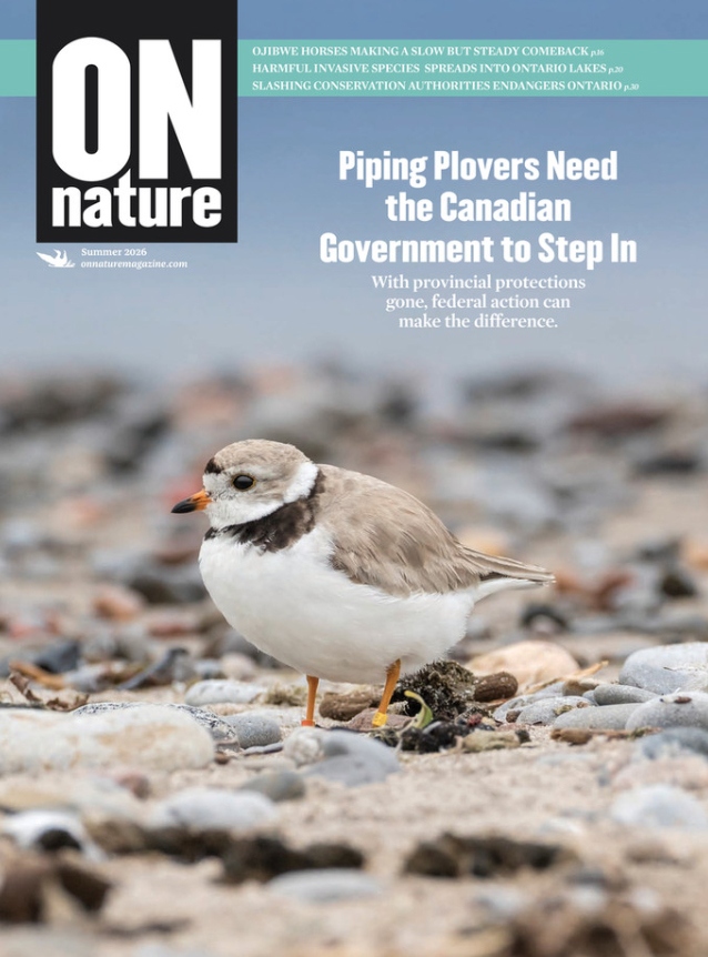 ON Nature, Summer 2026, cover, an endangered piping plover on a beach