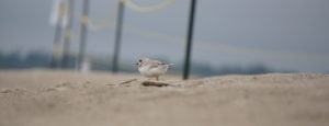 Piping plover, Sauble Beach
