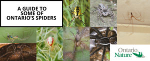Online Spider Guide banner by Ontario Nature