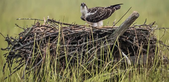 Osprey nest on platform along Scugog River