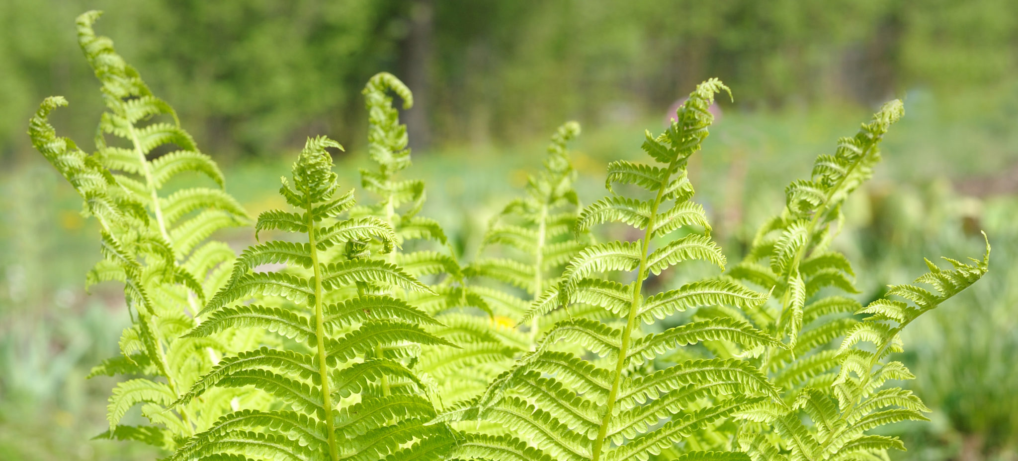 Young plant ostrich fern in the spring