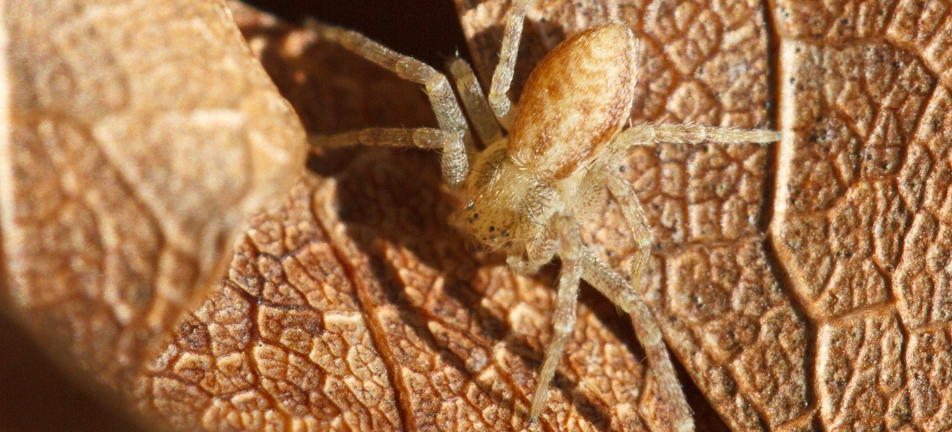 Running crab spider on a brown leaf