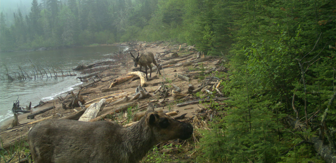 Woodland Caribou, threatened species at risk, endangered
