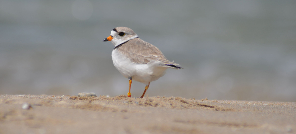 Piping plover, shorebirds, endangered, species at risk, at risk