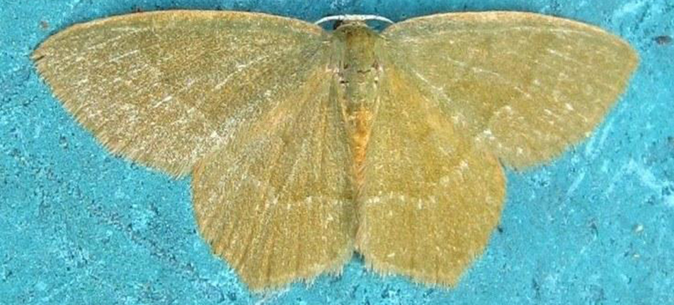 Pistachio emerald moth