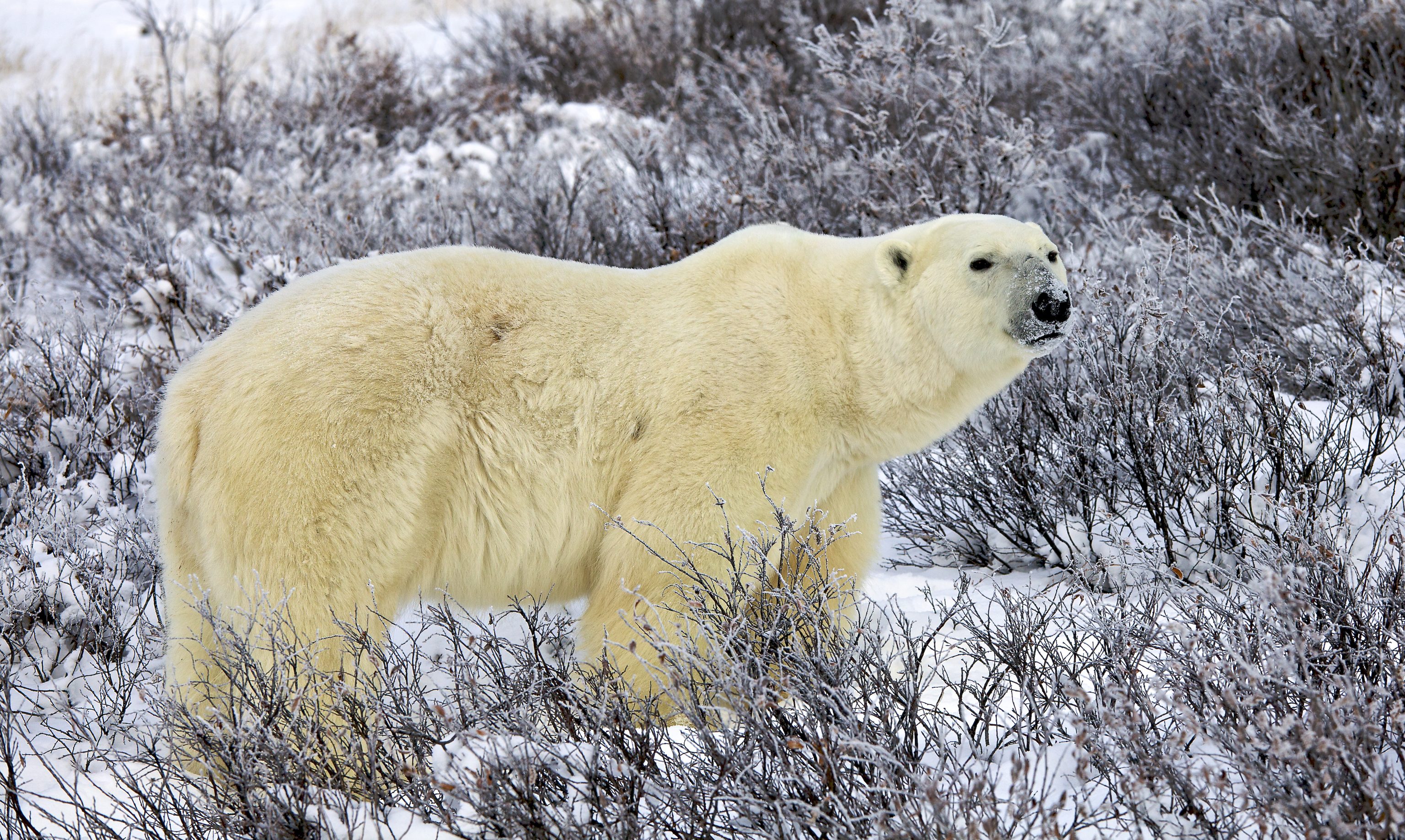 Polar Bear © Scott Fairbairn