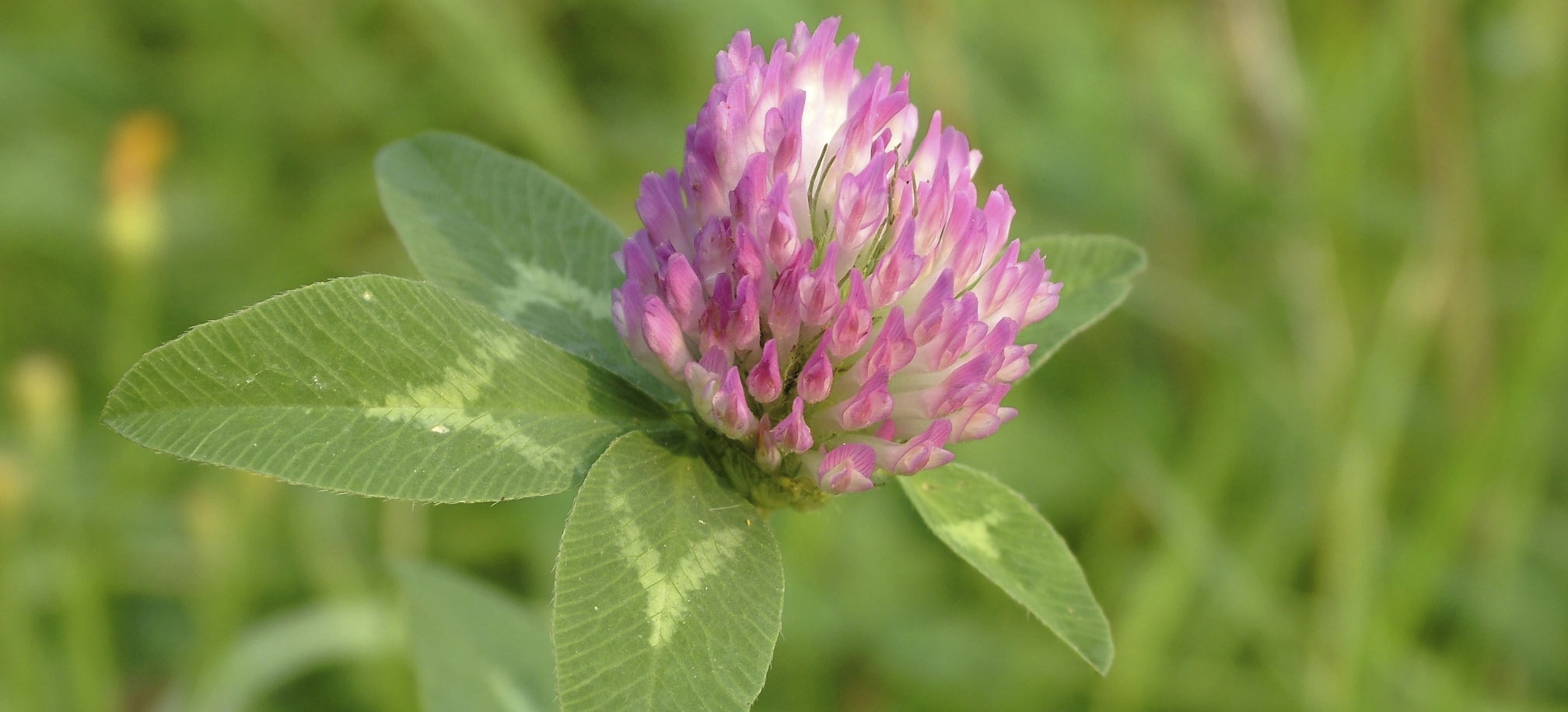 A single red clover flower with green leaves