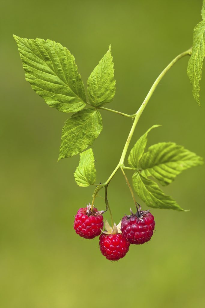 Fresh raspberries on blurred background