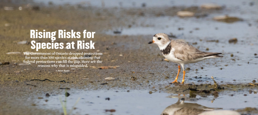 Rising Risks for Species at Risk, Feature, ON Nature Summer 2026, piping plover along a Lake Huron shoreline, piping plovers are endangered species