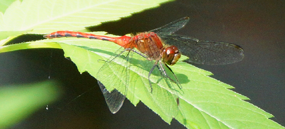 Ruby meadowhawk dragonfly