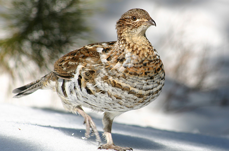 Ruffed grouse, snow and pine bough