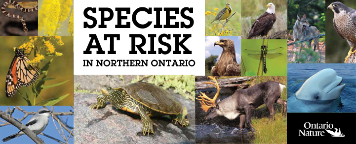 Species at Risk Guide