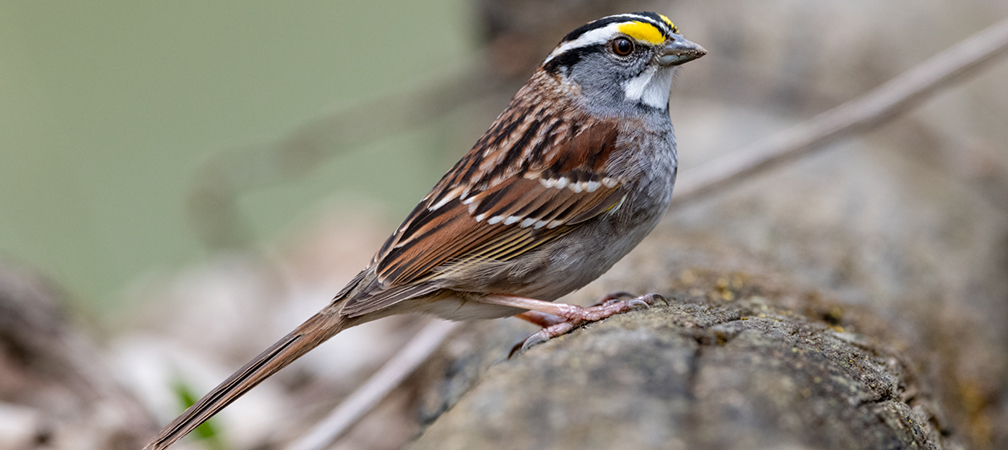 white-throated sparrow, Sydenham River Nature Reserve