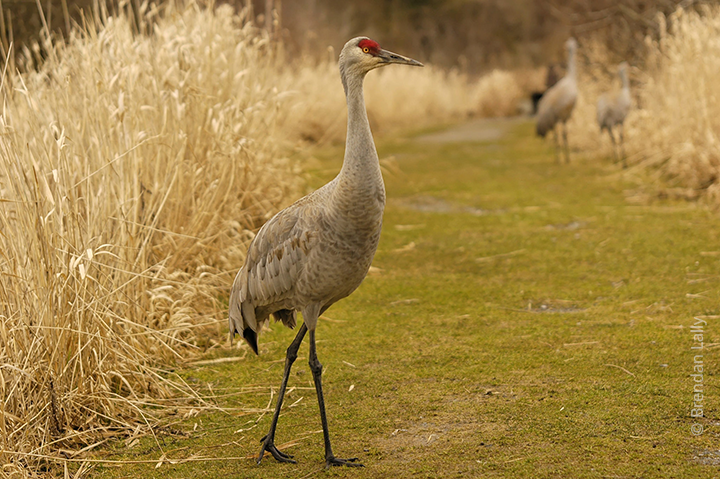 Sandhill cranes in a marsh