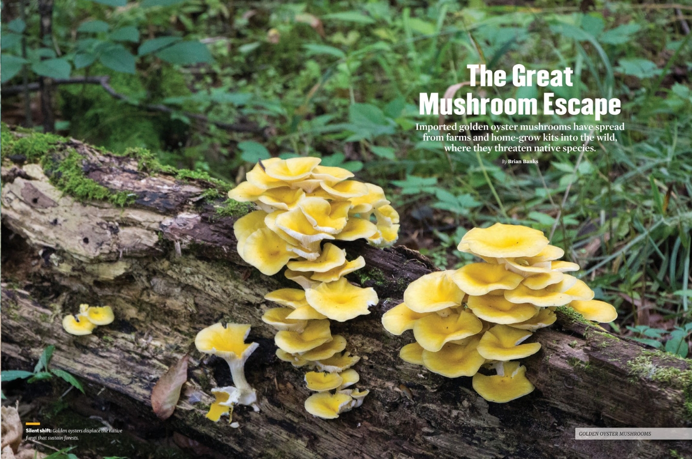 Oyster mushroom feature spread © Adam Lusch CC BY-SA 2.0