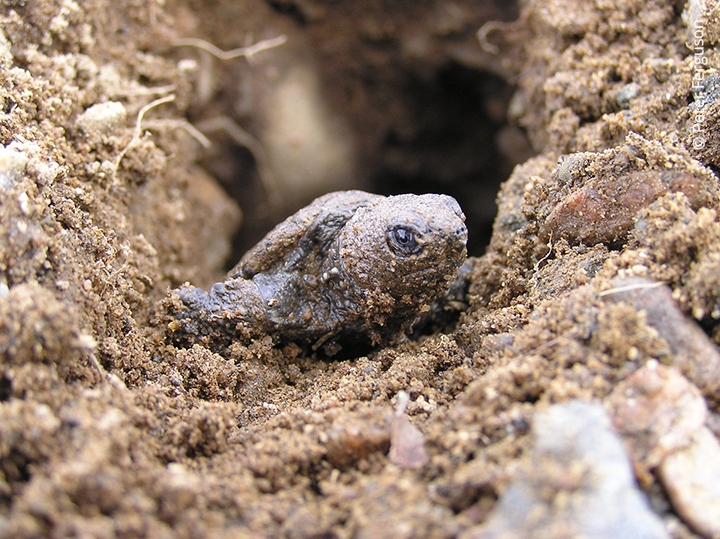 Hatchling snapping turtle emerging