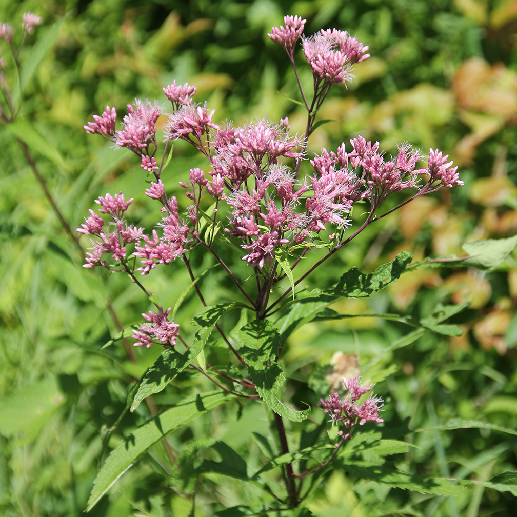 Large pink clustered flowers on a tall plant, Spotted Joe Pye weed (Eutrochium maculatum), native plant, wetland plant, wildflower, biodiversity, pollinator friendly, plant me instead