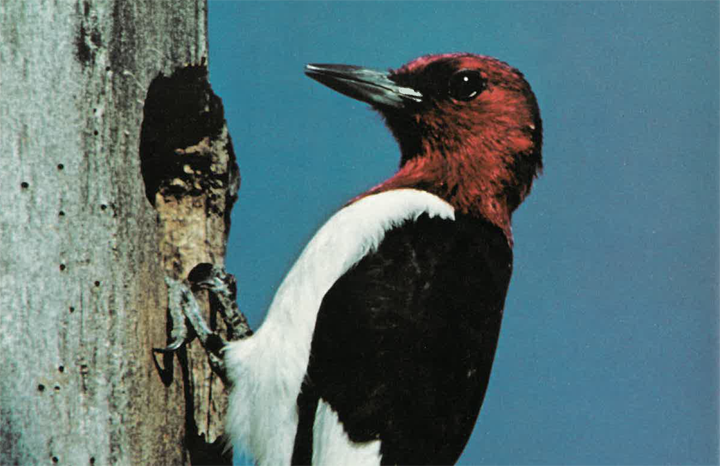 Ontario Naturalist Magazine Spring 1979