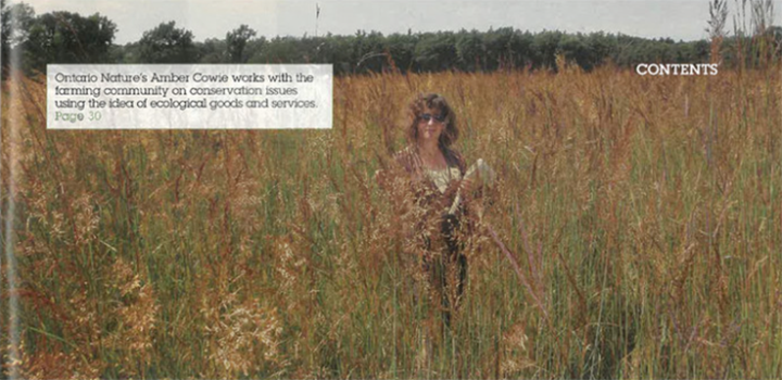 renaturalized tallgrass meadow
