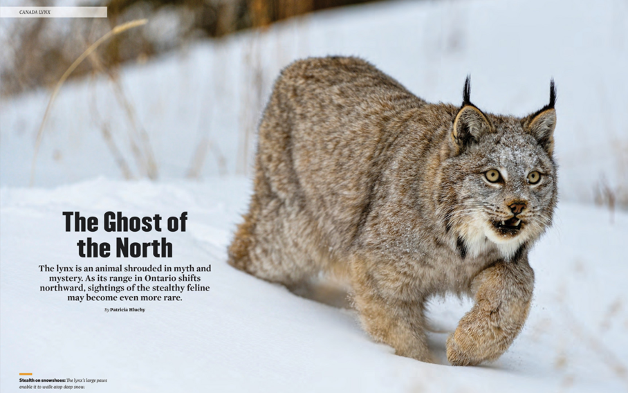 Lynx walking on snow. ON Nature Magazine article feature spread