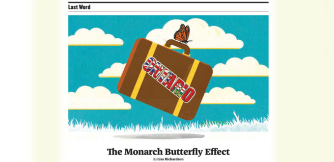 Monarch Butterfly illustration