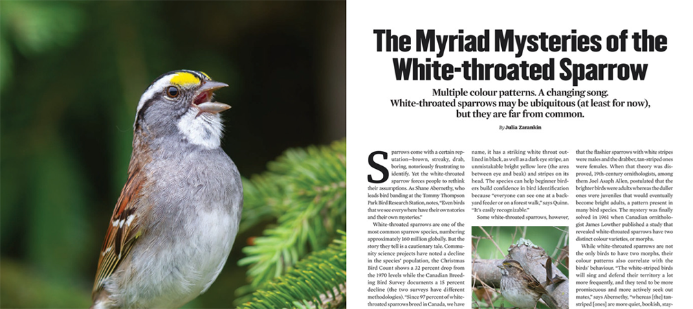 The Myriad Mysteries of the White-throated Sparrow, By Julia Zarankin, Feature, ON Nature magazine, Spring 2026, https://catalog.ontarionature.org/spring-2026/page/24-25
