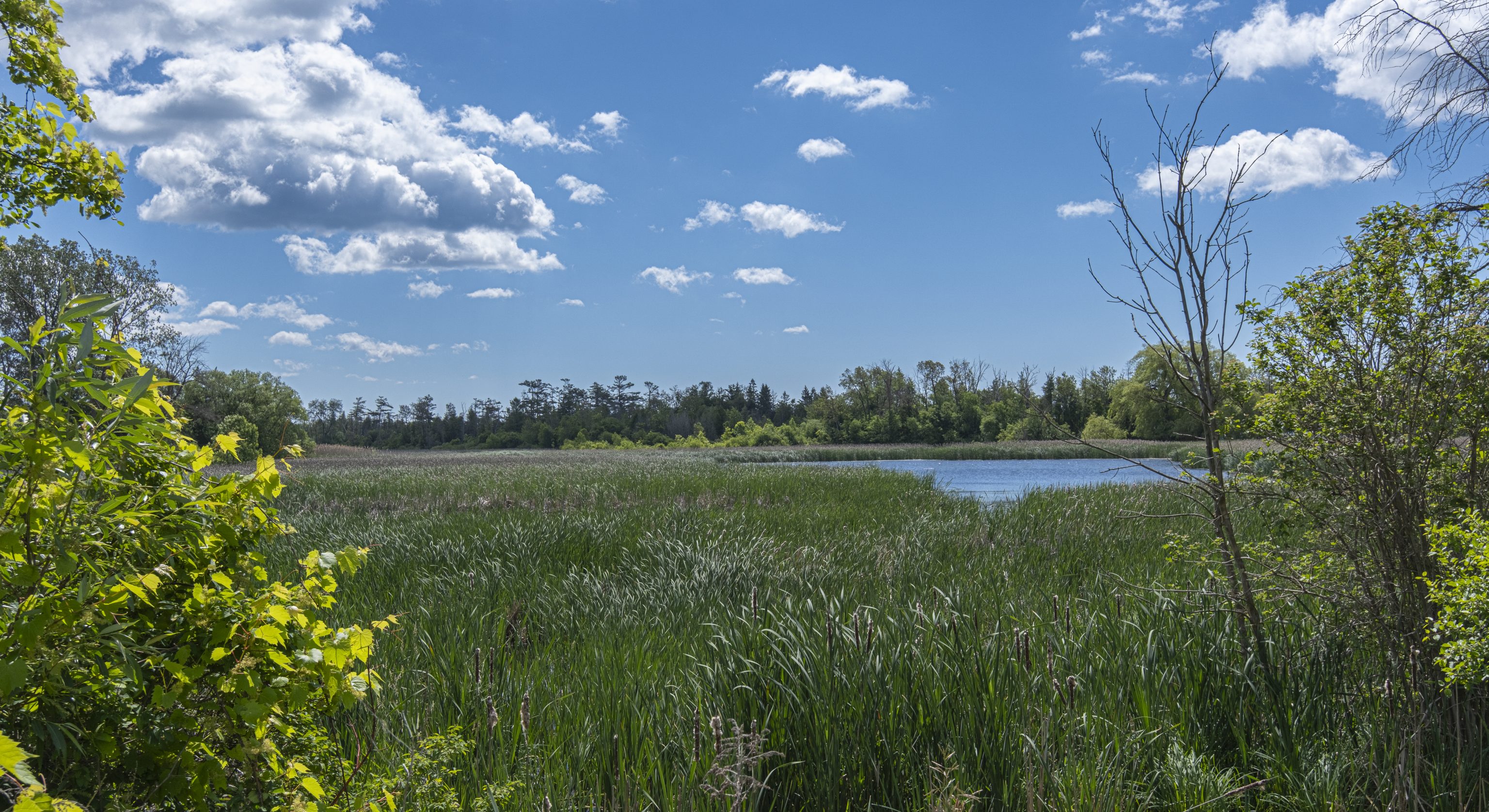 Thickson's Woods Nature Reserve © Scott Fairbairn