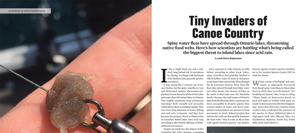 Hundreds of spiny water fleas, invasive species