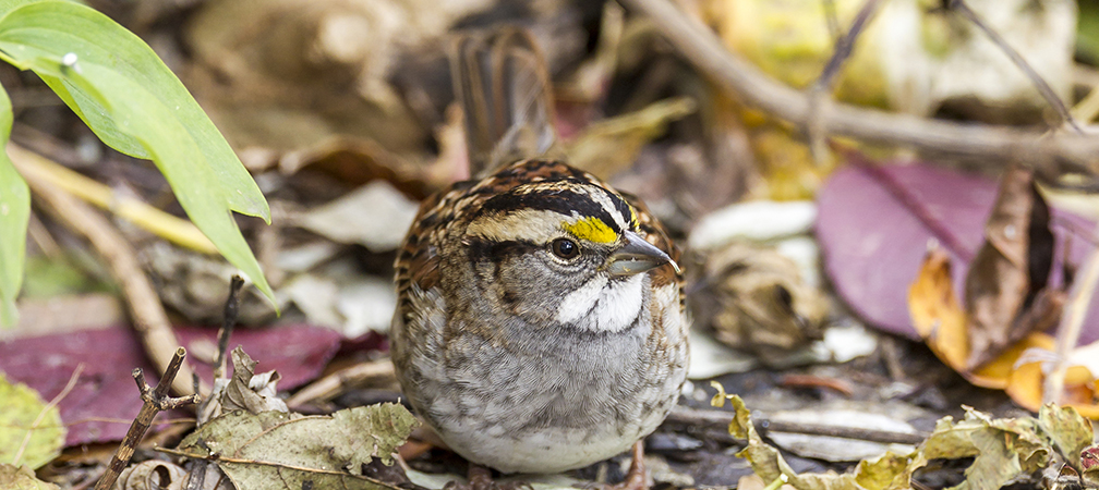 White-throated Sparrow