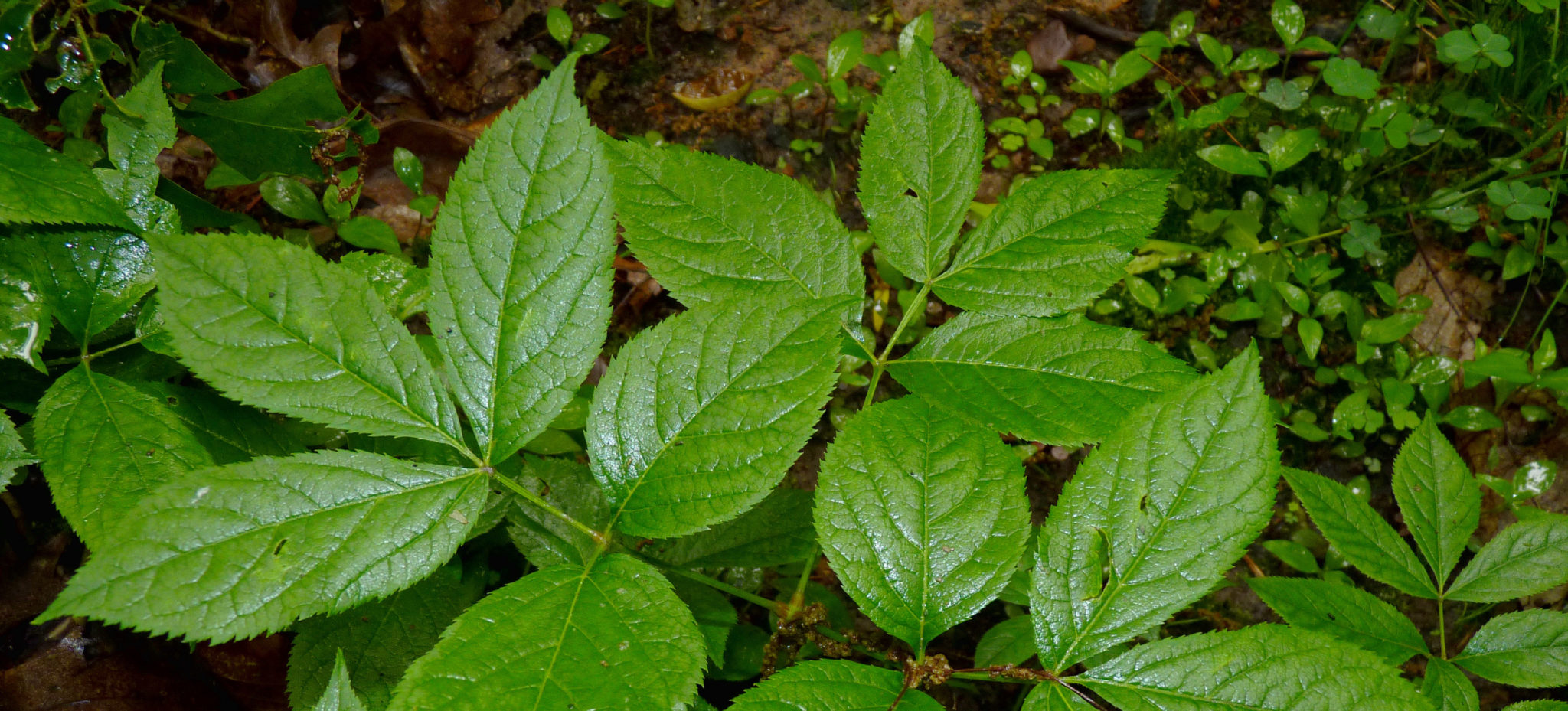Wild sarsaparilla leaves