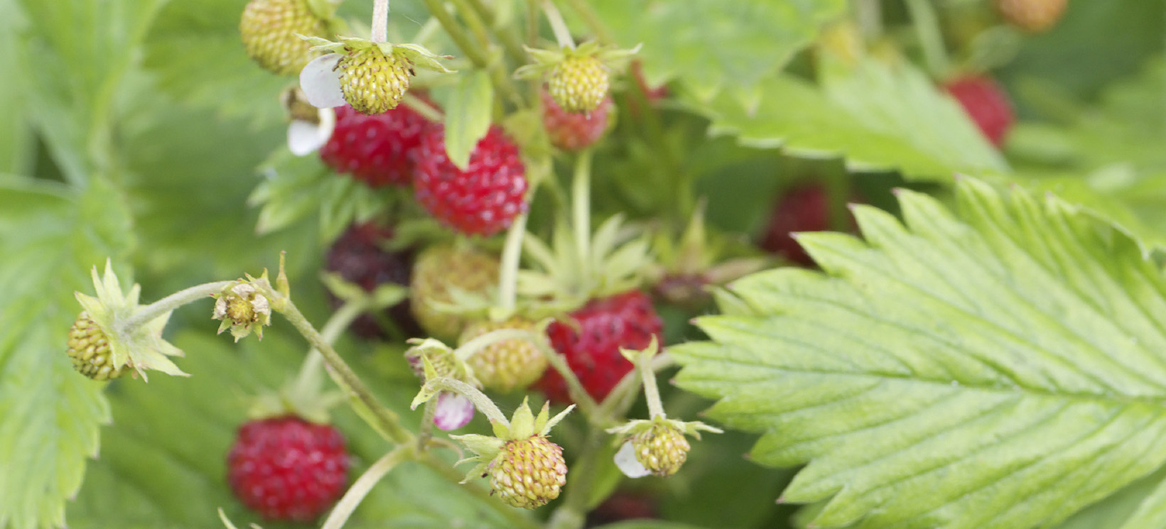 Close up picture of wild strawberries