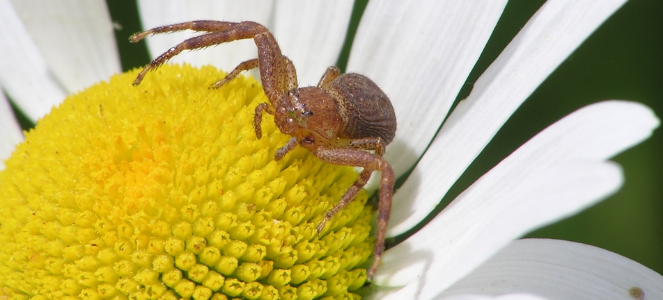Ground crab spider on a flower