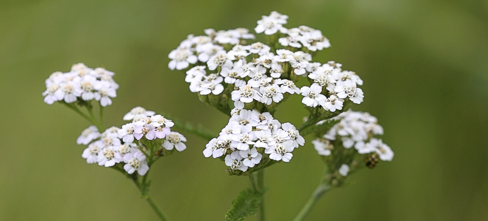 white common yarrow flowers over a blurry background of leaves
