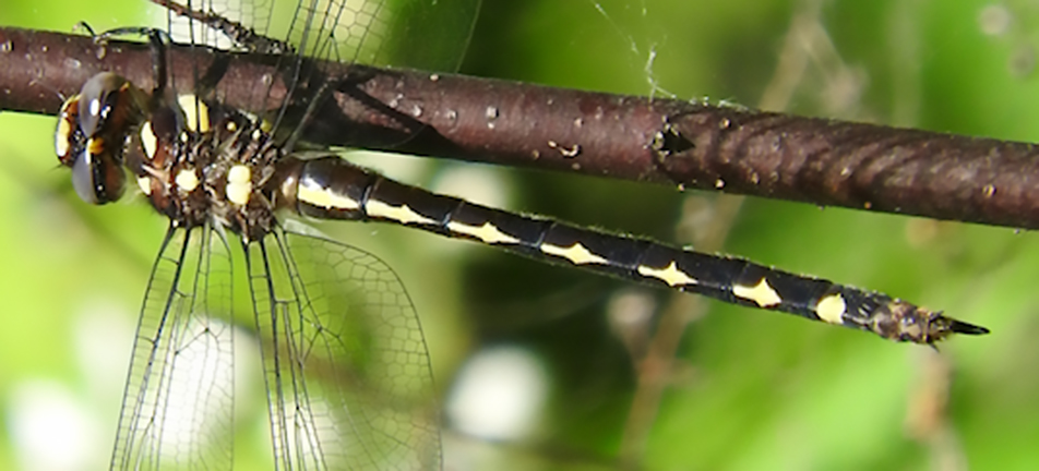 Arrowhead spiketail dragonfly