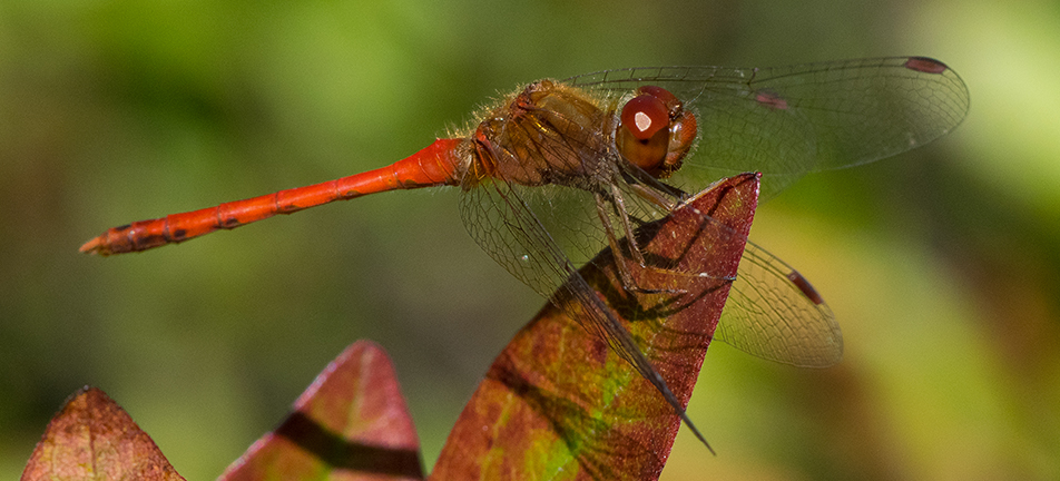 Autumn meadowhawk dragonfly