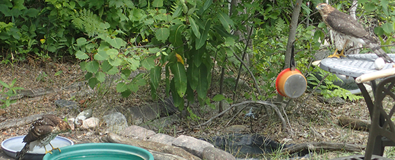 Cooper's hawks in naturalized backyard