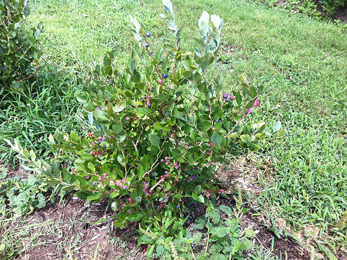 Blueberry shrub