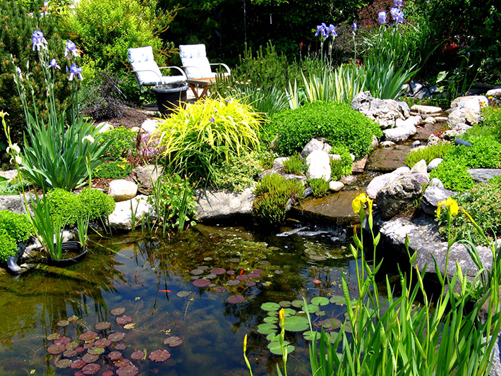 Pond, water features and naturalized rocky backyard