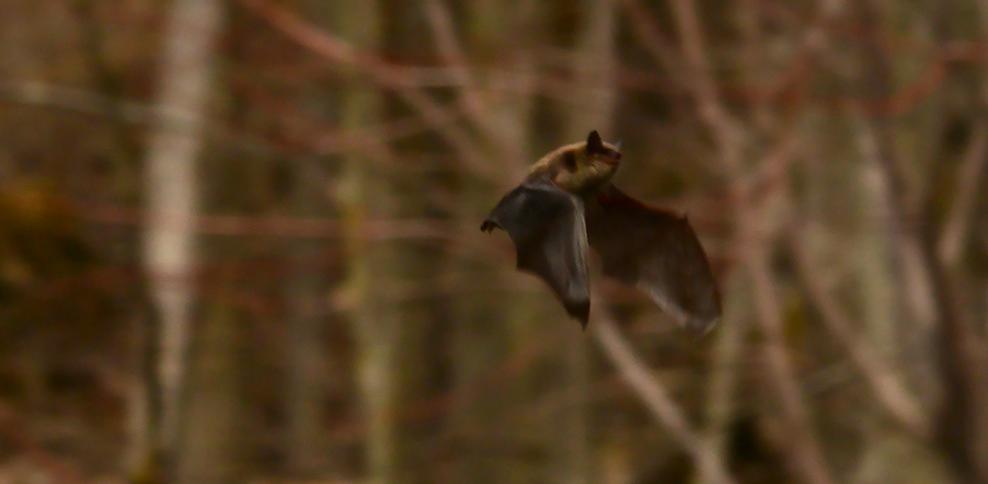 Big brown bat in flight