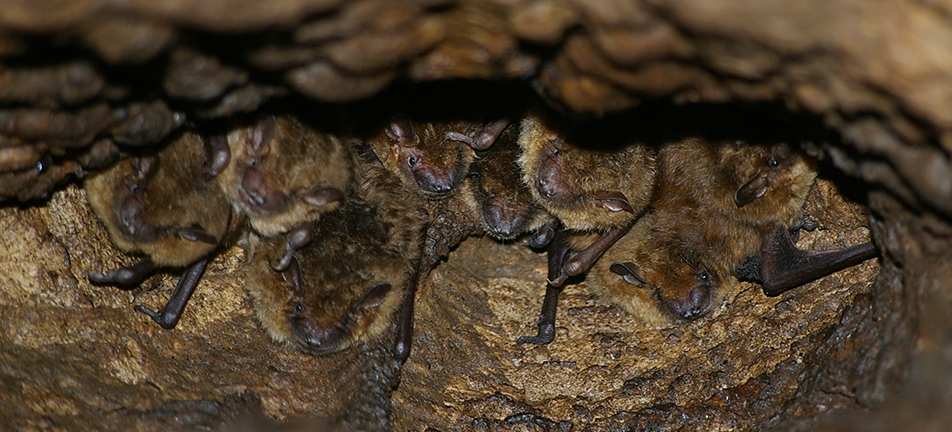 Big brown bats