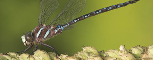 Black-tipped darner dragonfly