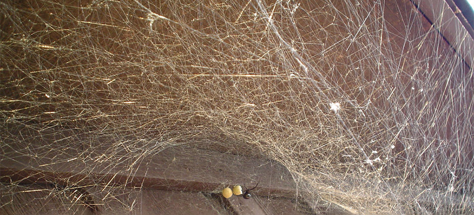 Cobwebs on a wooden structure