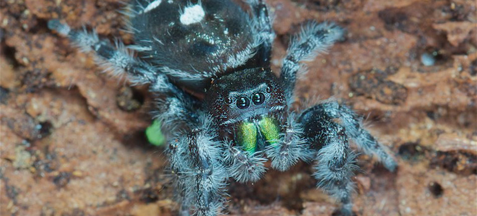 Close up of a bold jumper spider